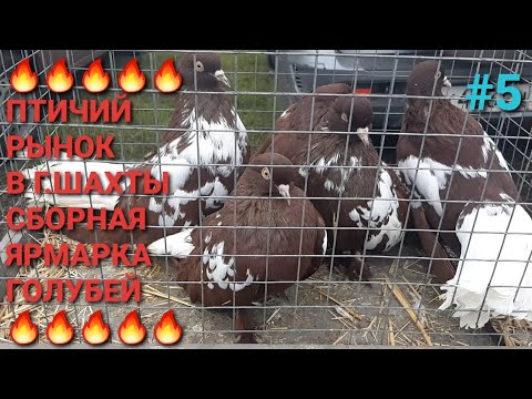 Видео: 🕊🔥🕊 Птичий рынок в г.Шахты. Сборная ярмарка голубей 02.11.25. Часть 5. Bird Market. Pigeon Fair.
