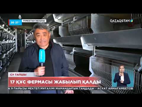 Видео: Түркістан облысындағы 17 құс фермасы жабылып қалды