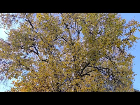 Видео: 29.10.25 Утренник, детский сад 28, подготовительная группа 6. Осень