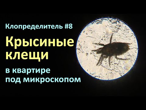 Видео: Клопределитель №6 Крысиные клещи на фото и видео от нашего зрителя
