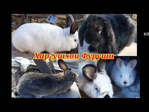 Видео: ВАЗНИ ХАРГУШХО ДАР ТАРОЗУ. Харгушхои Фуруши. Харгушпарвари дар Тоҷикистон. Кролик в Таджикистане