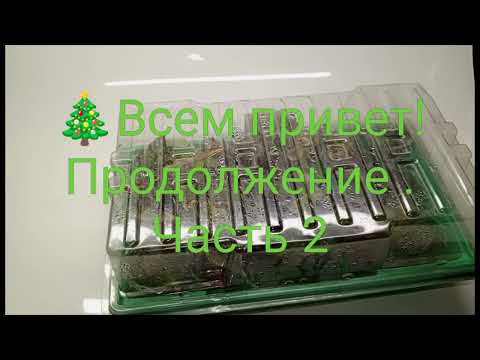 Видео: Праздники с пользой. Пересадки, детки бегоний и фиалок. Ч. 2