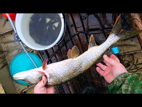 Видео: ОСЕННИЙ СЕЗОН 2023 \ РЫБАЛКА - ОХОТА - ИЗБА \ Часть 9 \ ВСЯ КОМАНДА В СБОРЕ \ ВЕЧЕР В ИЗБУШКЕ