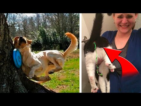 Видео: Животные, которым фантастически не везёт!