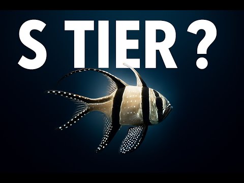 Видео: Рейтинг ЛУЧШИХ морских рыб для начинающих (тир-лист)