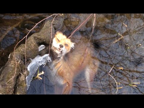 Видео: Топ 10 замерзших животных во льду