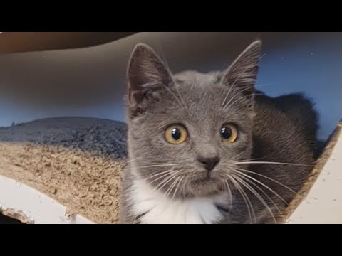 Видео: Пончик для Мішельки дядько чи дідусь?🐈‍⬛🐈