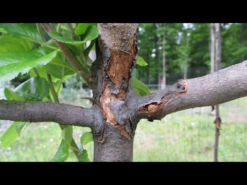 Видео: Предотвратите растрескивание коры на плодовых деревьях – эта защита очень важна.