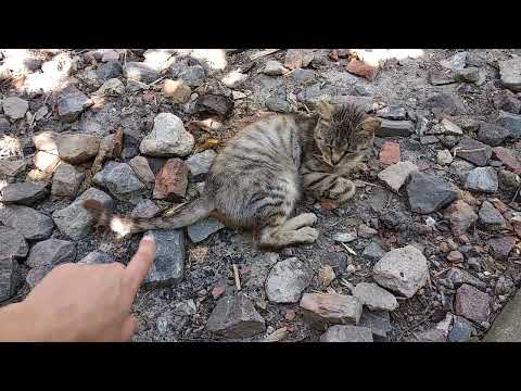 Видео: Коты и Кошки. Играю с кошачьим хвостом!