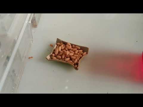 Видео: LASIUS FLAVUS. ОГРАБЛЕНИЕ века. #2