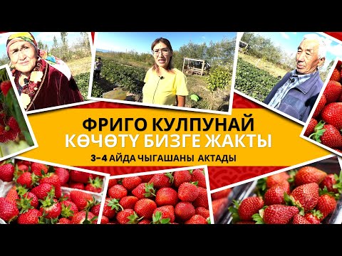 Видео: ФРИГО КӨЧӨТҮН АЛЫП ЖАҢЫЛБАПТЫРМЫН | ЭЛИЗА СУЛТАНБАЕВА