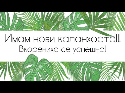 Видео: НЕ МОГА ДА ПОВЯРВАМ!? Имам вкоренени резници!!! 😍🥹