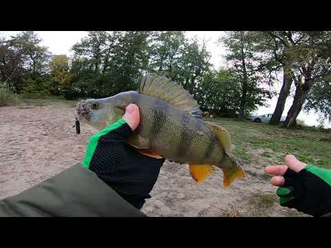 Видео: Отводной поводок.  Как ловить окуня в ноябре