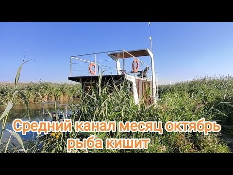 Видео: Средний канал, октябрь месяц, сазан кишит👍👍👍