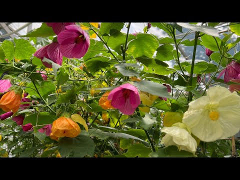 Видео: Бөлмө гүлдөрү. Гулдорубузго ,кышка карай алдын ала даярдык башталды. 2 - бөлүм.