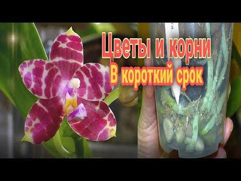 Видео: Короткие сроки адаптации орхидей  О первом поливе и подкормках во время адаптации. Цветение KS Zebra