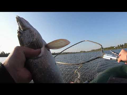 Видео: Ловля на воблеры