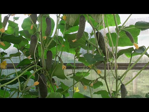 Видео: 5 урожайных сортов огурцов. Обзор 2 июля. Ольга Чернова.