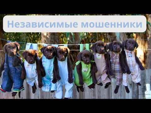 Видео: Мошенник, хватит разводяг! Тобой займется здесь моряк!