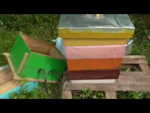 Видео: Ловля роев,ловушки,пересадка.145 рамка.