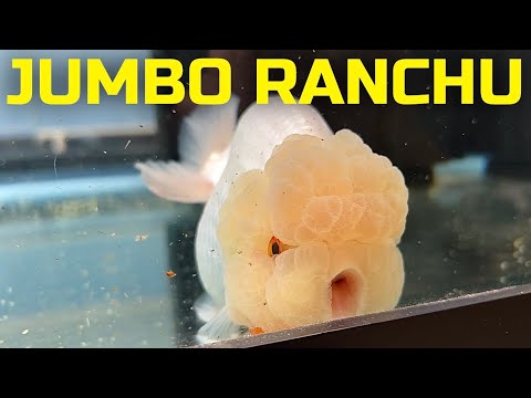 Видео: РАСПАКОВКА ОГРОМНОЙ ЗОЛОТОЙ РЫБКИ (Специальное предложение для 2 миллионов подписчиков!)