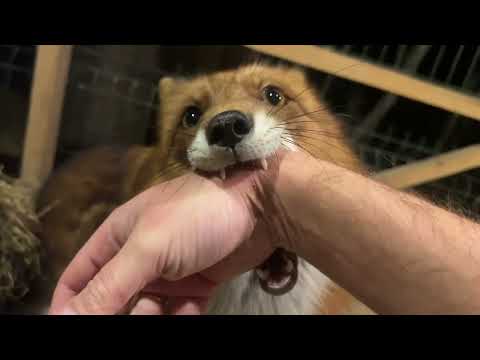 Видео: Алиса - лиса. Зимний лис играет с моей рукой #лисяо #животные #лиса #animals #fox