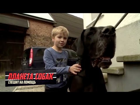 Видео: Дог. Планета собак спешит на помощь 🌏 Моя Планета