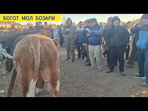 Видео: ХОРАЗМ БОГОТ МОЛ БОЗОРИ 8 ОКТЯБРЯ 2025-ЙИЛ