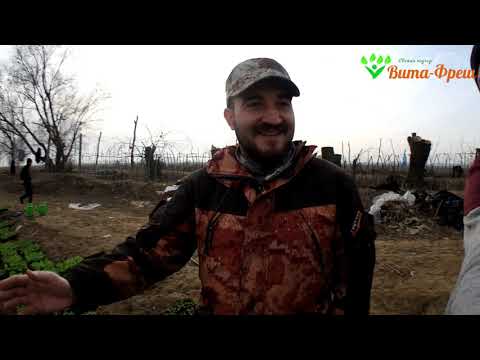 Видео: Посадка Пекинки в поле 06.02.2021 Вита Фреш