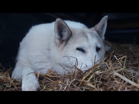 Видео: Лайки на соломе