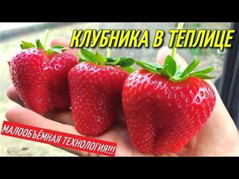 Видео: ТЕПЛИЦА ДЛЯ КЛУБНИКИ ПО МАЛООБЪЁМНОЙ ТЕХНОЛОГИИ/СУПЕР РЕЗУЛЬТАТ!