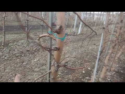 Видео: ЯБЛОЧНЫЙ САД ИНТЕНСИВНОГО ТИПА. ТОНКОСТИ ОБРЕЗКИ.