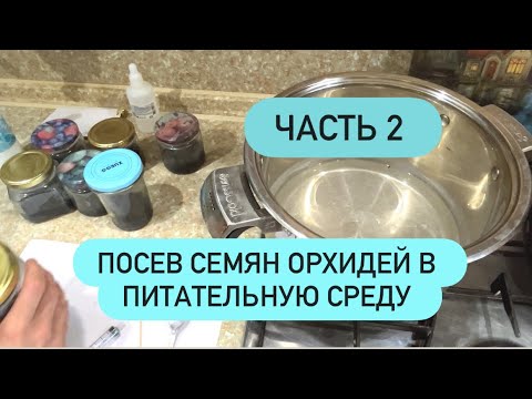 Видео: 🟣ЧАСТЬ 2 ПОСЕВ СЕМЯН ОРХИДЕЙ В ПИТАТЕЛЬНУЮ СРЕДУ. Фласки #семенаорхидей #питательнаясреда #фласки 