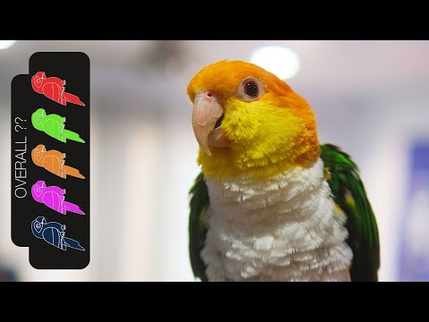 Видео: Белобрюхий каик — лучший домашний попугай?