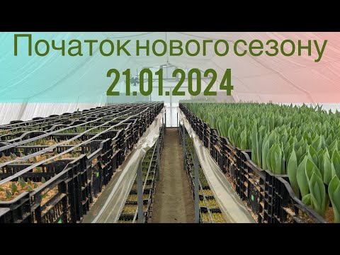 Видео: Початок🤞Стелажі🪜Штучне освітлення💡Щільність посадки 🌺Вигонка тюльпанів🫶Огляд всіх сортів🌷