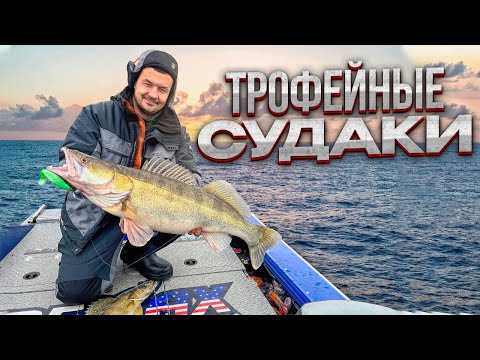 Видео: В этих ямах живут МОНСТРЫ / Чудо приманка на трофейного СУДАКА?!  Новый спиннинг от Relax!