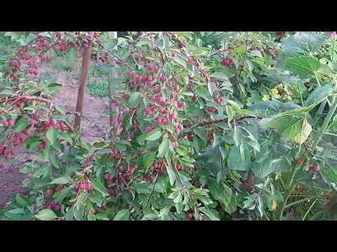 Видео: Мой САД без стиля, но с душой...