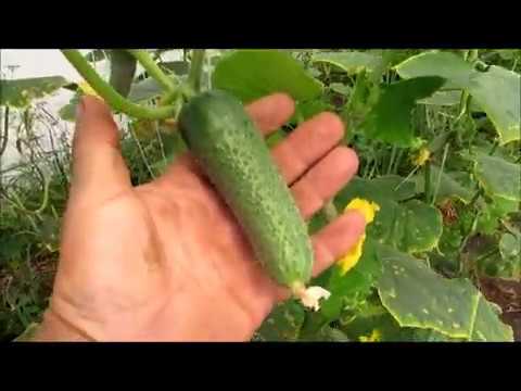 Видео: Как меня, Бьерн , удивил...