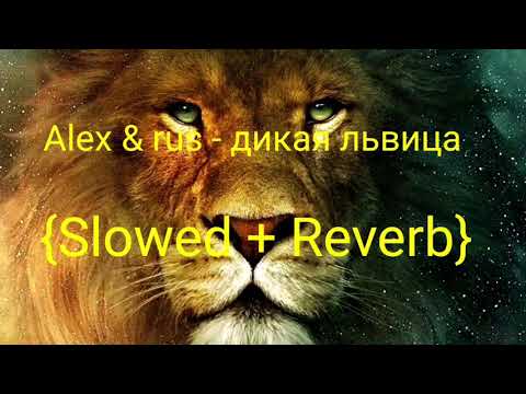 Видео: Alex & rus - дикая львица {Slowed +Reverb} || Slow beat ||