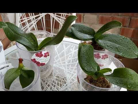 Видео: Эти ДЕШЕВЫЕ ТАБЛЕТКИ Спасут вашу ОРХИДЕЮ и ВЫ забудете о БОЛЕЗНЯХ у ОРХИДЕЙ/ мамины уценки РАСТУТ