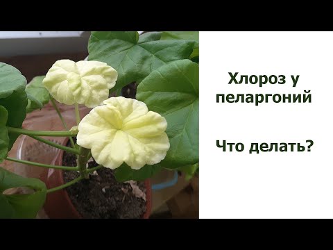 Видео: Хлороз у пеларгоний. Что это и как лечить.
