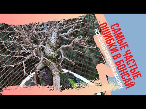 Видео: Самые частые ошибки начинающих бонсаистов, осенняя дефолиация бонсай. Как избежать ошибок в бонсай?