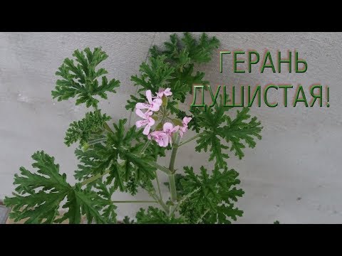 Видео: ГЕРАНЬ ДУШИСТАЯ.  КАК УКОРЕНИТЬ ЧЕРЕНОК?