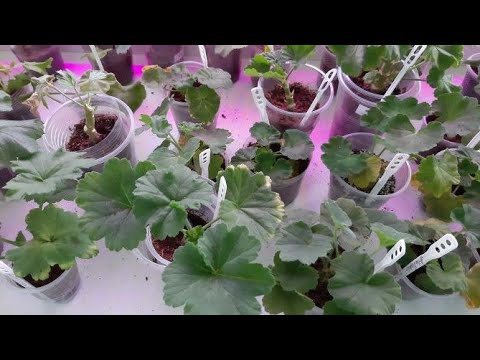 Видео: Осеннее укоренение черенков пеларгонии. Как укоренить черенки?