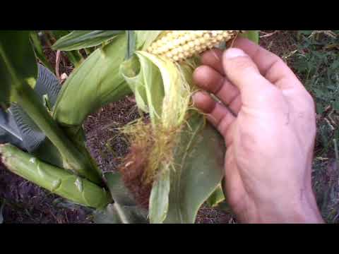 Видео: 9.08.2020 кукурудза ДБ Хотин в тотальну засуху