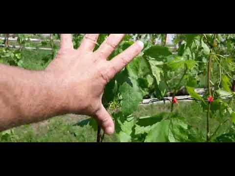 Видео: Виноградник 13 06 24  Северным виноградарем Формировка Цветение