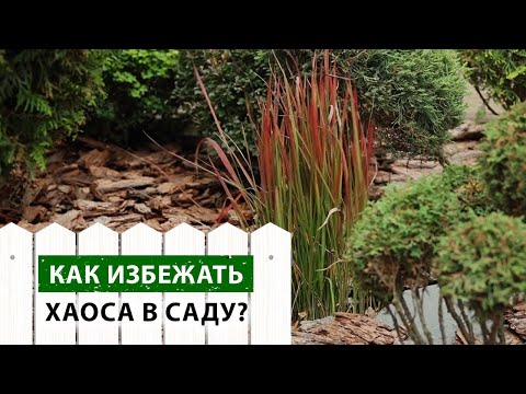 Видео: Сажаем Императу Ред Барон без вреда для клумбы! Как сажать агрессивные злаки в саду?