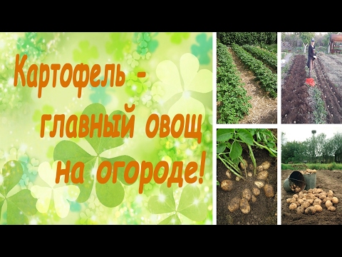 Видео: Картофель - главный овощ на огороде! (семинар, основные правила)
