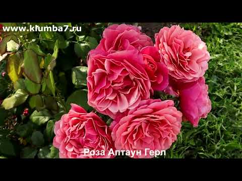 Видео: Розы, сорта Новинки -  Мощное цветение В ПЕРВЫЙ ЖЕ ГОД посадки.Не надо ждать 3-4 года!