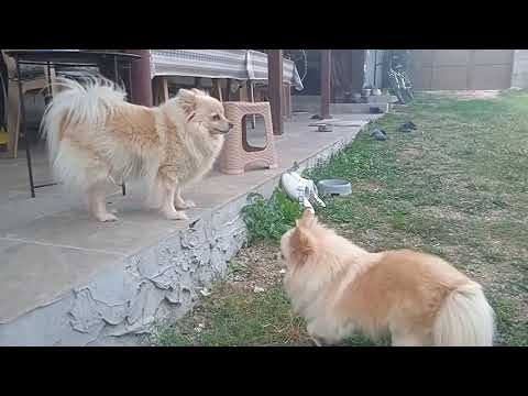 Видео: Селска идилия - градина, кучета и спокойствие. Rural idyll - garden, dogs and tranquility.